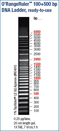 O'RangeRuler™ 100bp+500bp DNA Ladder, ready-to-use | ABO