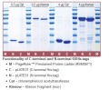 aLICator™ LIC Cloning and Expression Kit 4 (N-terminal His-tag/WQ) 
