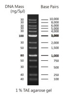 FastGene 1 kb DNA Ladder Plus ready to use (bromophenol blue)