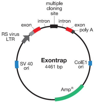 Exontrap vector pET01, lyophilized DNA Mapa