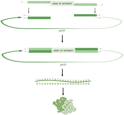 NZYEasy Cloning & Expression kit VIII 