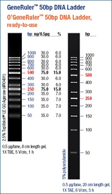 GeneRuler™ 50bp DNA Ladder, ready-to-use 