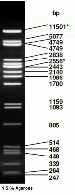 λ-DNA/ Pst I Digest 