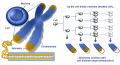 Human Telomerase Protein (HEK-293T Cell Pellet) 