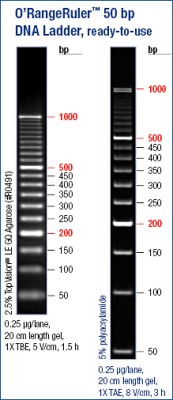 O'RangeRuler™ 50bp DNA Ladder, ready-to-use 