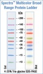 Spectra™ Multicolor Broad Range Protein Ladder