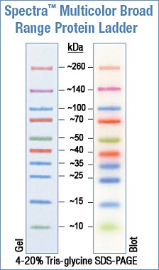 Spectra™ Multicolor Broad Range Protein Ladder 