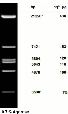 λ-DNA/ EcoR I Digest 