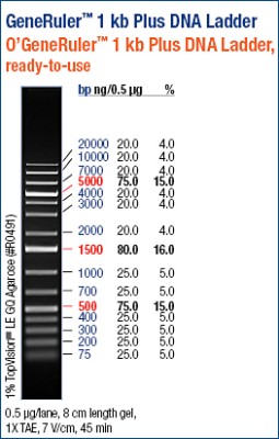 GeneRuler™ 1kb DNA Ladder Plus 