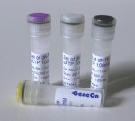 dNTP Set 100mM (4 x 100 mM)