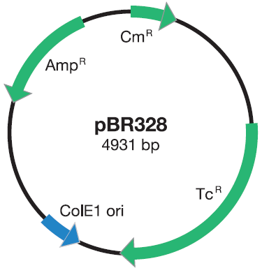 pBR328 Vector DNA Mapa