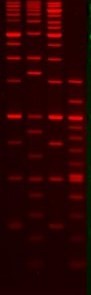 GelRED™ for Agarose or Page Gels 