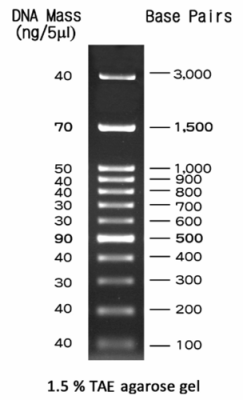 FastGene 100 bp DNA Marker ready-to-use (orange G & xylene cyanol FF) 