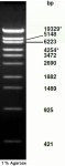 λ-DNA/ Sty I Digest