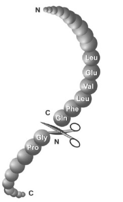 HRV3C Protease, recombinant, GST- & His-Tag 