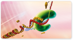 Phusion U Green Hot Start DNA Polymerase 
