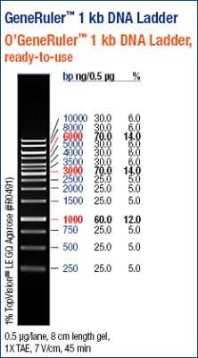 GeneRuler™ 1kb DNA Ladder, ready-to-use 