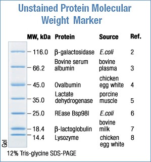 Unstained Protein Molecular Weight Marker 