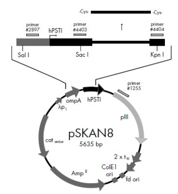 pSKAN8 vector,lyophilized DNA 
