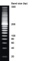NZYDNA Ladder IV (20 bp) 