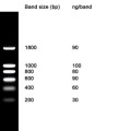 NZYDNA Ladder I 