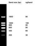 NZYDNA Ladder I