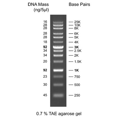 XXL wide range DNA ladder ready-to-use (2 dyes) 