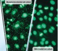 Mycoplasma removal agent (MRA) 