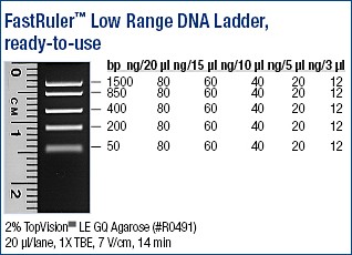 FastRuler™ DNA Ladder, Low range, ready-to-use 