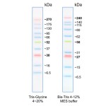 BlueEasy Prestained Protein Marker