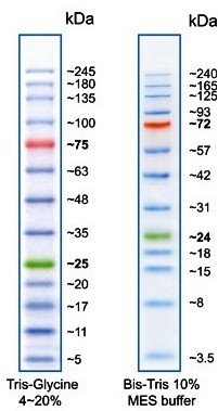 GENE`s Protein Ladder Extended prestained 