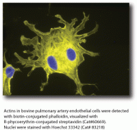 Hoechst 33342, 20 mM solution in water - 5 ml