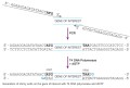 aLICator™ LIC Cloning and Expression Kit 4 (N-terminal His-tag/WQ) 