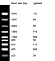 NZYDNA Ladder VIII 