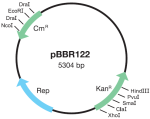 pBBR122 Broad Host Range Vector, lyophilized DNA