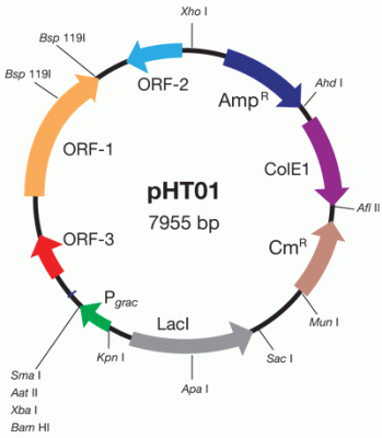 pHT08 vector, lyophilized plasmid DNA Mapa