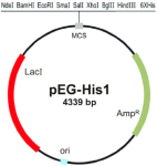 pEG-His 1 vector