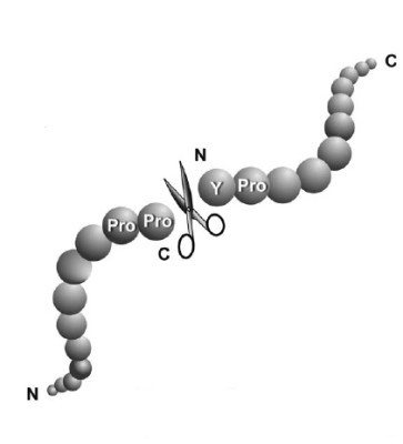 IgA Protease (Igase Pro-Pro-Y-Pro), recombinant 