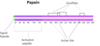 PAPAIN, technical grade 