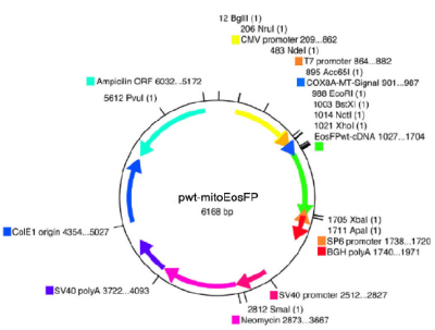 pcDNA3-vector, wt-EosFP, with mitochondrial targeting signal, lyophilized DNA Mapa