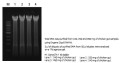 Exgene™ Stool DNA mini 738d1a0d59eea9710e9809c31b347d86