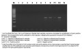 Exgene™ Stool DNA mini a1523a1d1b6896ad3943c1c8a3e04fb0