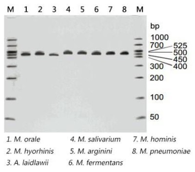 MycoCheck™ Mycoplasma PCR Detection Kit 831e75f0178c1ebd0d23f80008a6eb5f