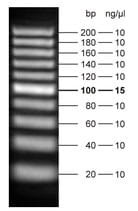 DNA Ladder 20 bp ready-to-use; TinyOrange DNA Ladder 4aa70724d001855af87eb8a44b7bf3cf