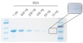 FastGene Q-Stain Protein Gel Stain Q-Stain-Coomassie-Stain_Detection-of-10-ng-Protein-600x314.jpg