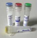 Maximo Taq DNA Polymerase