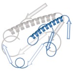HS-Nuclease, recombinant Endonuclease (encoded by the same gene as Benzonase®)