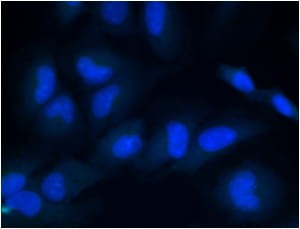 EasyProbe™ DAPI Fixed Cell Stain DAPI-1.jpg
