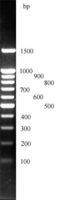 PlusBlue 100bp DNA ladder (ready-to-use) 1526463723.jpg