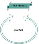 NZY-A PCR cloning kit